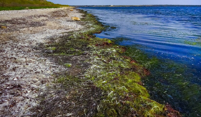 green and red algae washed up on the shore of a shallow, drying estuary