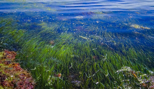Red and Green algae  and seagrass Zostera noltii in the shallow waters of the Tiligul estuary