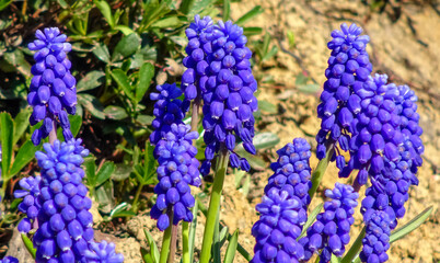 Muscari botryoides - group of plants with blue cluster-shaped flowers, Ukraine