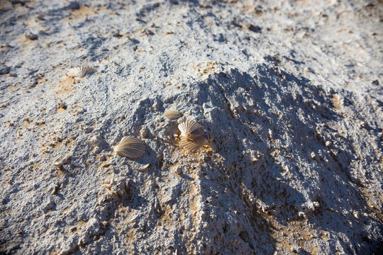 Shells in the desert former ancient ocean bottom Egypt