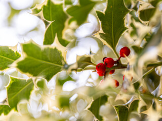 holly berries on a branch