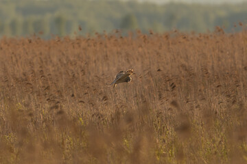 Hunting short-eared owl - Asio flammeus in flight over the meadow.  Photo taken at Biebrza National Park in Poland.