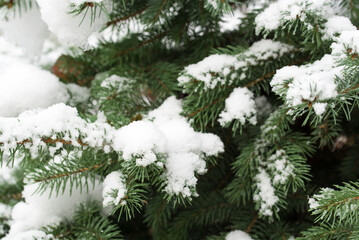 spruce branches with snow closeup selective focus