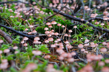 beautiful closeup of forest mushrooms, autumn season. little fresh mushrooms, growing in Autumn Forest. Leafs in forest. Mushroom picking concept.