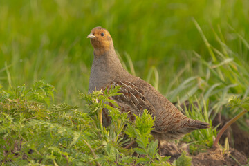 Grey partridge, gray-legged partridge, English partridge, Hungarian partridge, hun - Perdix perdix in green grass. Photo from Biebrza National Park in Poland.