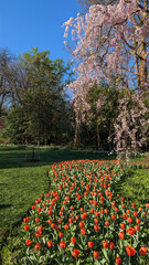 Beautiful Spring evening with red tulips and pink flowers, Baltimore, MD, US