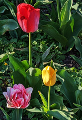 Tri colored tulips next to each other blooming in Spring, Baltimore, MD, US