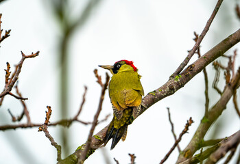 Green Woodpecker in Switzerland on a tree branch during winter / autumn