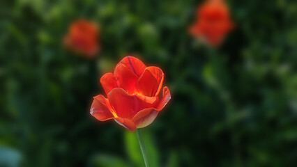 A lone red Tulip in focus , Baltimore, MD, US