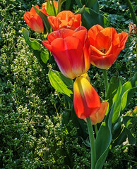 The red Tulips bloom out of the bushes , Baltimore, MD, US