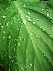 Drops on Leaf Water Rain Garden Plant