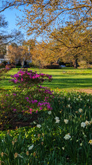 Beautiful Spring day at the park with colorful Tulips , Baltimore, MD, US