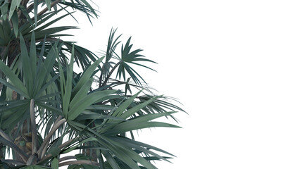 leaves high quality transparent images