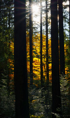 Autumn forest with setting sun shining through leaves and branches. Nature, forestry, Trees, habitat, environment and sustainability concepts, desktop