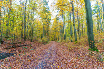 Obraz premium Autumn forest with setting sun shining through leaves and branches. Nature, forestry, Trees, habitat, environment and sustainability concepts, desktop