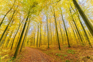 Autumn forest with setting sun shining through leaves and branches. Nature, forestry, Trees, habitat, environment and sustainability concepts, desktop
