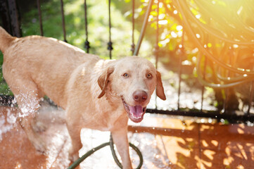 Clean home showering labrador dog