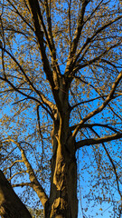Spring blue sky seen through a tall tree with no leaves , Baltimore, MD, US