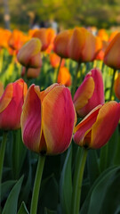 Crowded and close, but standing out - Orange Tulip , Baltimore, MD, US