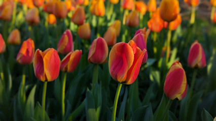 The lone Orange Tulip shows off in the presence of its cousins , Baltimore, MD, US