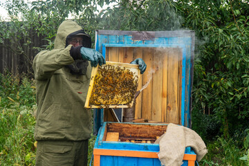 beekeeper holds in his hands a honey frame with honeycomb.