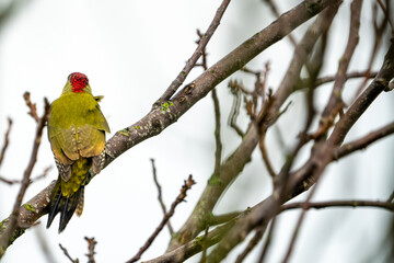 Green Woodpecker in Switzerland on a tree branch during winter / autumn