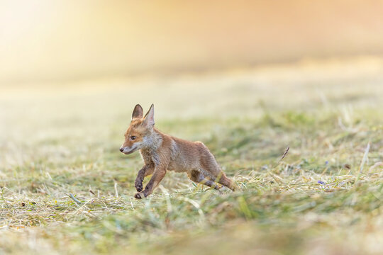 Cute fox cub is running  in the field.  Horizontally. 