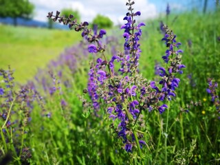Garden Weed Plant Flower Salvia Meadow Purple Wild