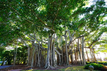 Sarasota, FL, USA - 11 12 2023: The landscape of Ringling museum in Florida	