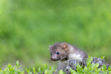 Cute marten is posing behind a tree stump looking at the side. Horizontally. 