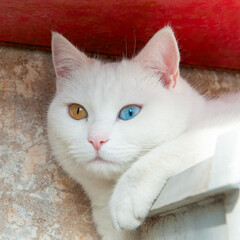 Katze mit einem gelben und einem blauen Auge gesehen auf der Vulkaninsel Stromboli
