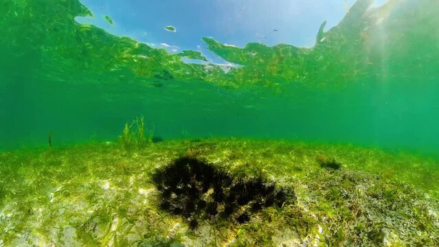 Sea urchins on the sandy bottom in clear crystal water. Sea urchin Echinothrix diadema.