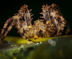 Close-up macro shot of a European cross spider ( Araneus) sitting on a leaf (with copy space)