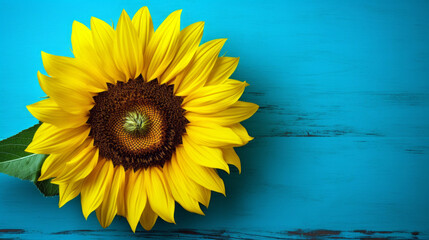 Sunflower on Teal Background