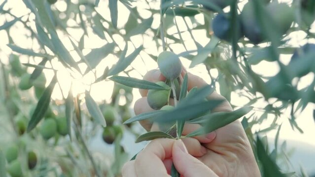 A female farmer is harvesting olive fruits from the tree. The sunbeams through the leaves of the olive tree, creating a radiant scene. Slow motion. Food industry.