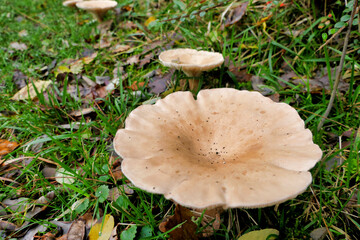 Infundibulicybe geotropa (Trooping Funnel), also known as Monks Head, growing through grass at the edge of woodland in the Dordogne, France
