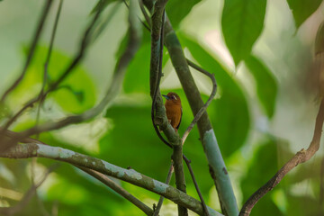 White-browed piculet (Sasia ochracea) at Garbhanga WLS, Assam, India.