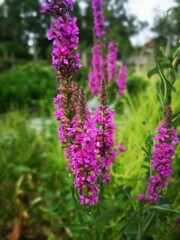 Wild Garden Weed Plant Flower Meadow Swamp Pink,