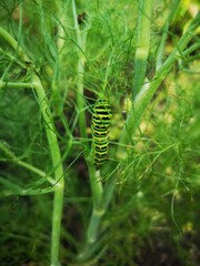 Fennel Caterpillar Butterfly Green Garden Plant Feeding