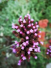 Wild Garden Weed Plant Flower Meadow Pink Insect 