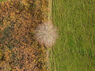 Solitary tree without leaves between a field of ferns and a meadow. Top view