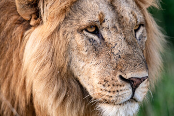 Fototapeta premium Lion headshot