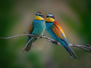 Colorful bee-eaters Perched on Branch
