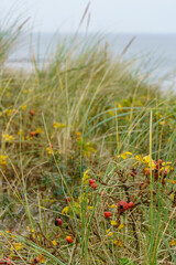 Winterzeit auf Wangerooge in der NOrdsee