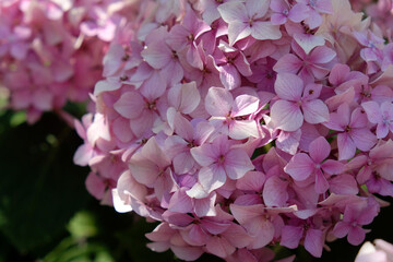 Fototapeta premium pink flowers close up