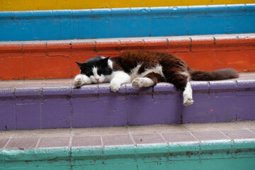 Naklejka premium cat sleeps on the stairs, Istanbul