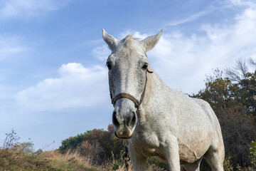 Curious white horse looks in camera. Roan mare grazing in pasture of autumn grass. Herbivore adult female equus caballus on field. Perissodactyla pluck and eating plants on sunny autumn day.