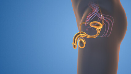 Male reproductive system medical animation - obrazy, fototapety, plakaty