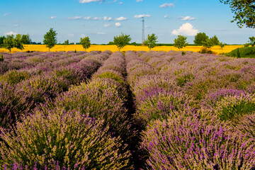 Field of blooming Lavandula in Summer in Hungary