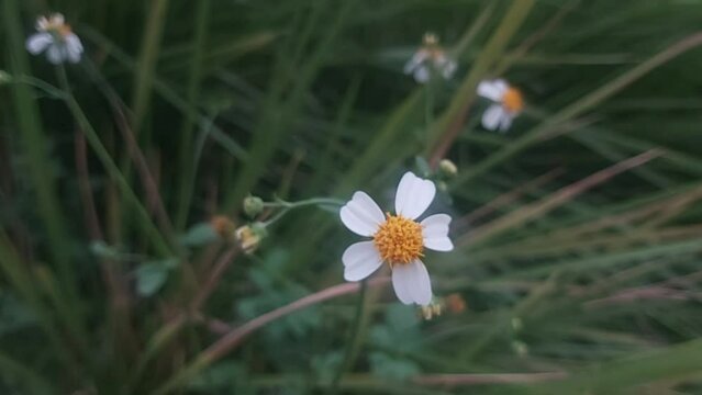 White and yellow bidens pilosa flowers blowing in the wind